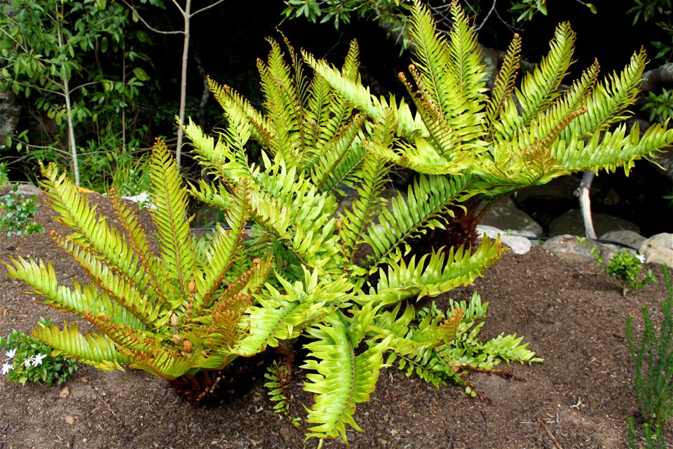 Blechnum tabulare or Mountain blechnum. Fern of Southern Africa.
