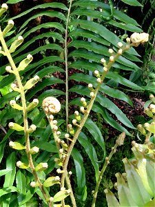 Blechnum tabulare specimen in the Botanischer Garten München-Nymphenburg, Munich, Germany.