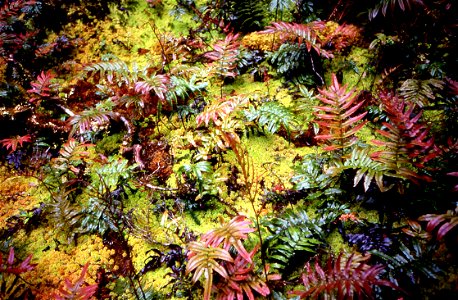 Coloured ferns at Dusky Track in New Zealand photo