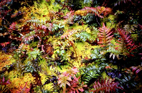 Coloured ferns at Dusky Track in New Zealand