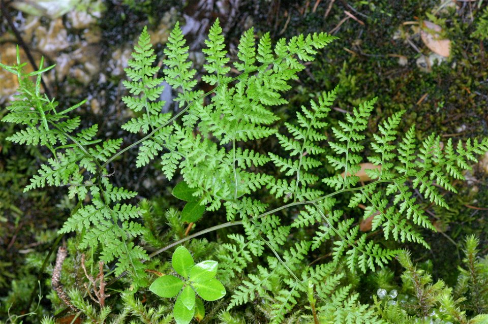 Cystopteris montana (Berg-Blasenfarn)
Aufnahmeort: Haindlkar - Gesäuse, Steiermark, Austria