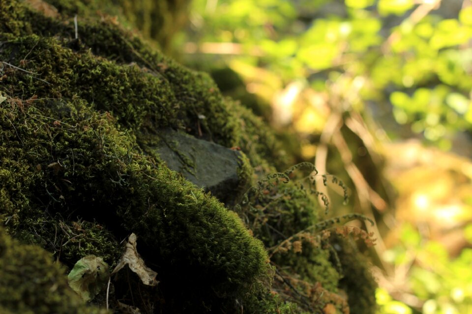 Landscape forest mood