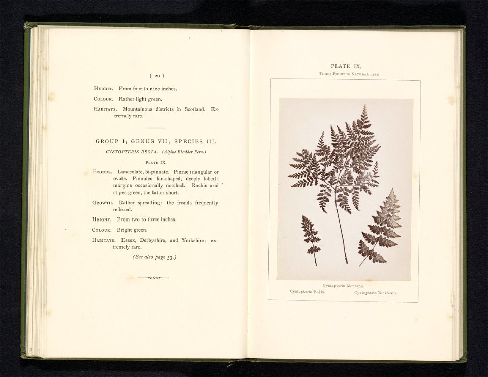 IdentificatieTitel(s): Bladeren van drie soorten CystopterisCystopteris Montana. Cystopteris Regia. Cystopteris Dickieana (titel op object)Objecttype: foto bladzijde Objectnummer: RP-F-2001-7-400-9Ops