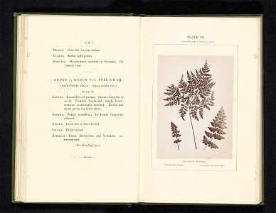 IdentificatieTitel(s): Bladeren van drie soorten CystopterisCystopteris Montana. Cystopteris Regia. Cystopteris Dickieana (titel op object)Objecttype: foto bladzijde Objectnummer: RP-F-2001-7-400-9Ops