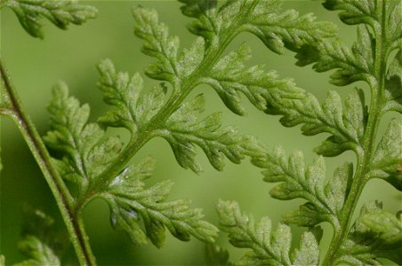 Cystopteris montana