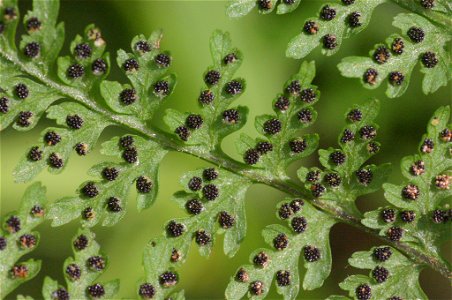 Cystopteris montana