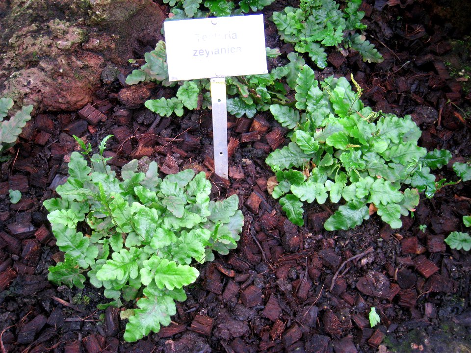 Tectaria zeylanica specimen in the Botanischer Garten, Berlin-Dahlem (Berlin Botanical Garden), Berlin, Germany.