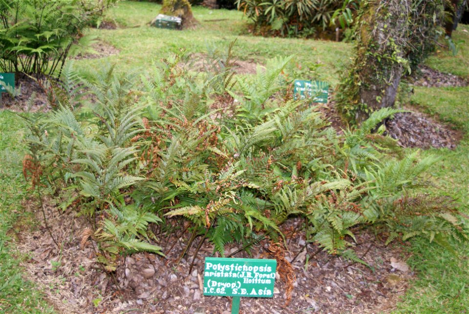 Polystichopsis aristata (Arachniodes aristata)