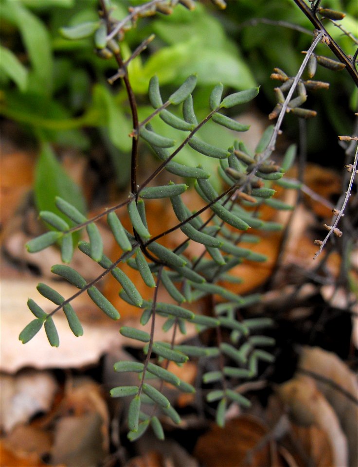 Pellaea mucronata at Rancho Santa Ana Botanic Gardens in Claremont, California, USA. Identified by sign.