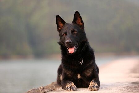 Shepherd german shepherd pets