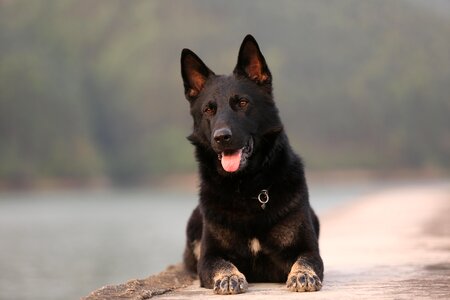 Shepherd german shepherd pets photo