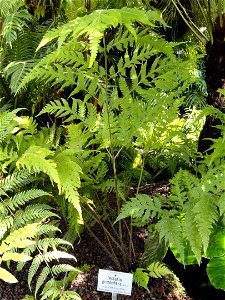 Tectaria gemmifera specimen in the Botanischer Garten München-Nymphenburg, Munich, Germany.