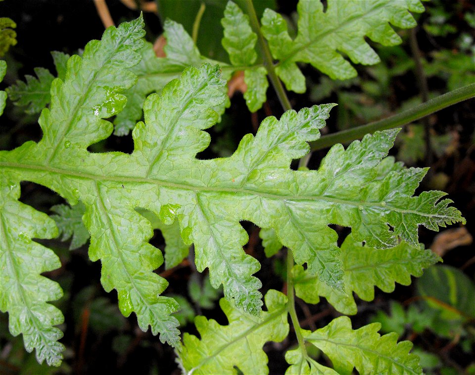 Tectaria gemmifera in the Botanical Building at Balboa Park in San Diego, California, USA. Identified by sign.