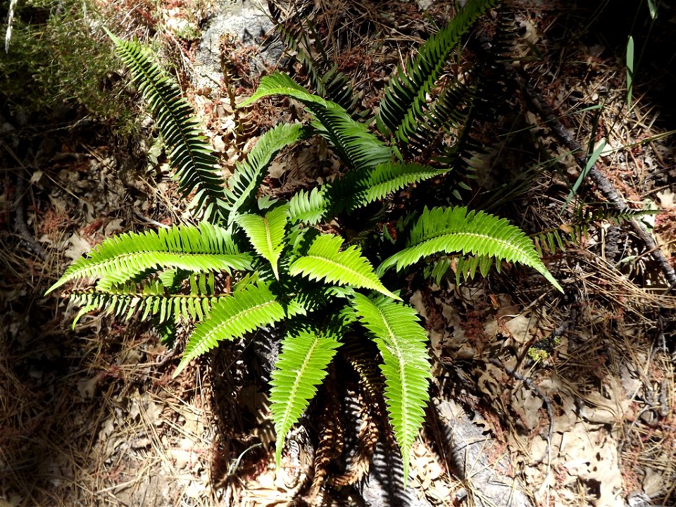Polystichum imbricans ssp. curtum. Subspecies of plant.