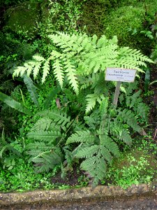 Tectaria cicutaria specimen in the Botanischer Garten, Berlin-Dahlem (Berlin Botanical Garden), Berlin, Germany.