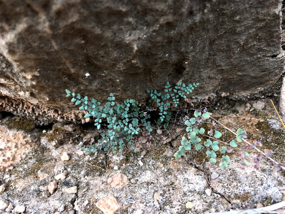 Photo of Argyrochosma microphylla uploaded from iNaturalist.