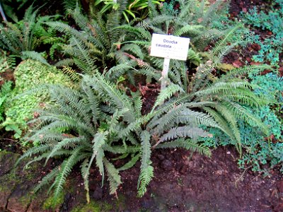 Doodia caudata specimen in the Botanischer Garten, Berlin-Dahlem (Berlin Botanical Garden), Berlin, Germany.