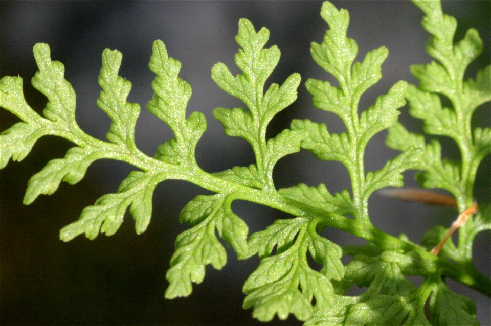Cystopteris alpina (Alpine Bladder-fern). Hochkar, at 1600 m, Ybbstaler Alpen, Niederösterreich, Austria.