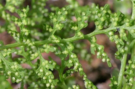 Cystopteris alpina