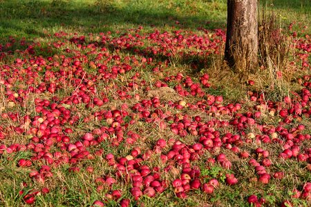 Apple tree food fruit