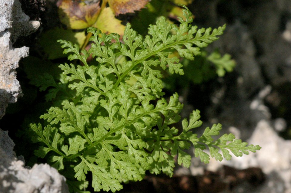 Cystopteris alpina