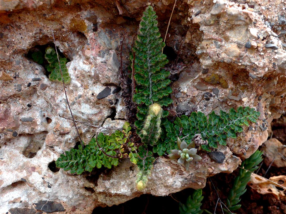 Cosentinia vellea (syn. Cheilanthes vellea) en El Portús. Parque natural de la Sierra de la Muela. Cartagena (España).