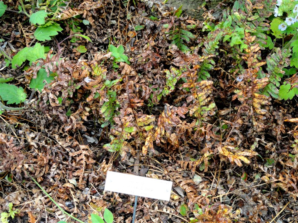 Polypodium calirhiza specimen in the University of California Botanical Garden, Berkeley, California, USA.