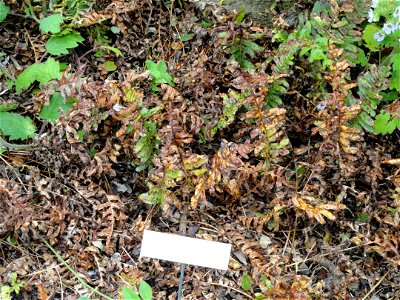 Polypodium calirhiza specimen in the University of California Botanical Garden, Berkeley, California, USA.