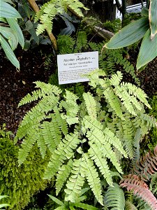 Adiantum polyphyllum specimen in the Botanischer Garten München-Nymphenburg, Munich, Germany.