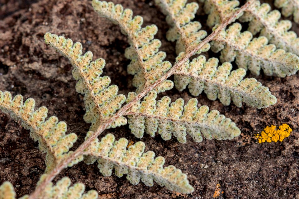 Eaton's lipfern (Myriopteris rufa)