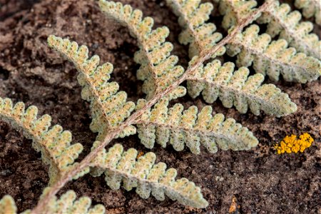 Eaton's lipfern (Myriopteris rufa)