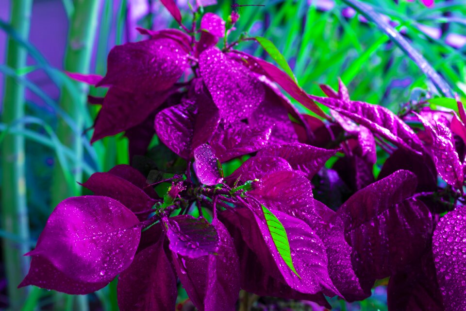 Violet purple colorful