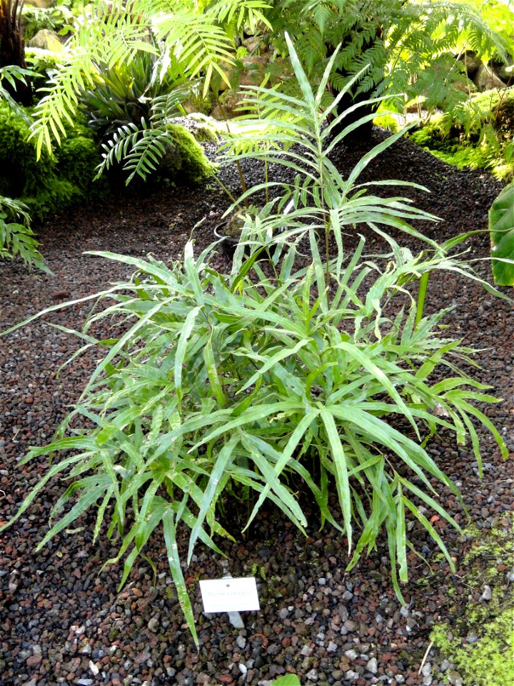 Pteris comans specimen in the Botanischer Garten München-Nymphenburg, Munich, Germany.