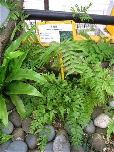 Pteris semipinnata. Plant specimen in the Hong Kong Zoological and Botanical Gardens, Hong Kong. photo