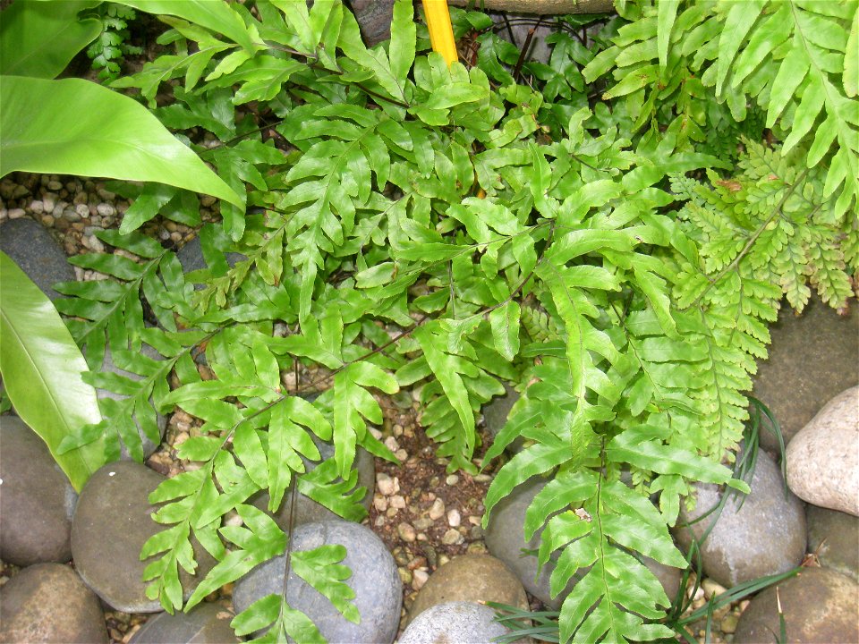 Pteris semipinnata. Plant specimen in the Hong Kong Zoological and Botanical Gardens, Hong Kong.