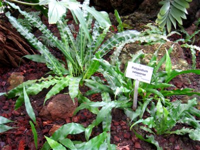 Polypodium xalapense specimen in the Botanischer Garten, Berlin-Dahlem (Berlin Botanical Garden), Berlin, Germany.