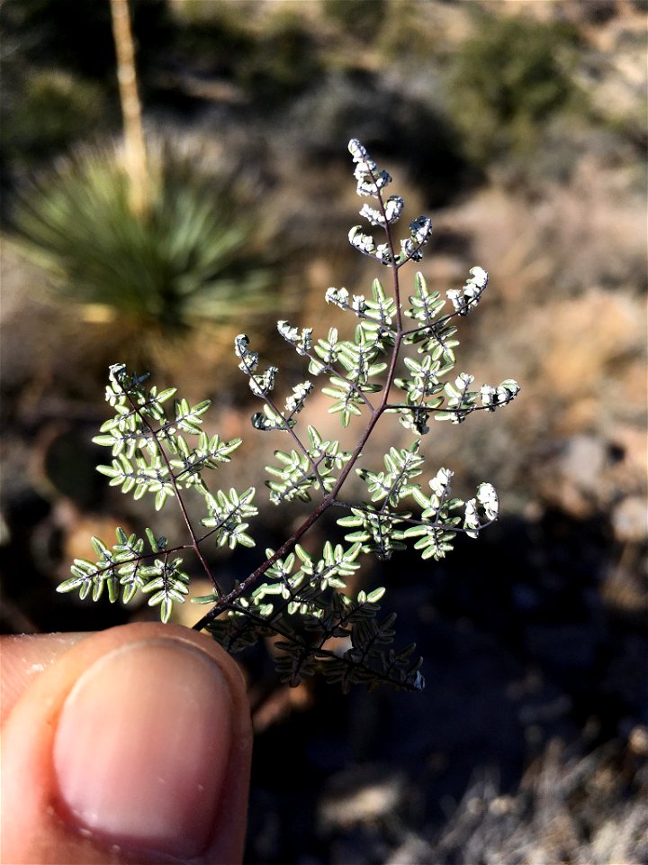 Photo of Argyrochosma limitanea uploaded from iNaturalist.