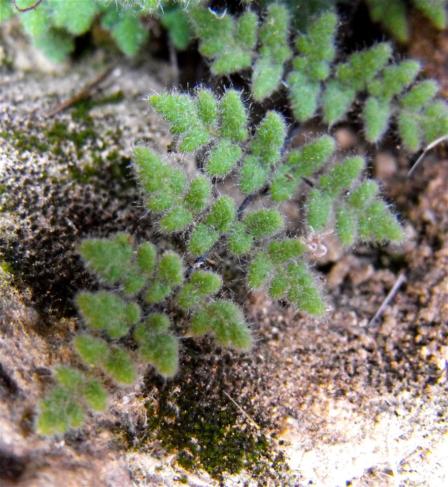 — Parry’s lip fern.
In Anza Borrego Desert State Park, Colorado Desert, southern California.