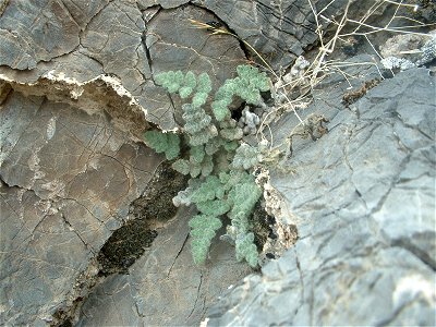 — Parry’s lip fern. This is a photo I took at Death Valley, Death Valley National Park, California. photo