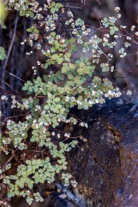 Photo of Argyrochosma fendleri uploaded from iNaturalist.