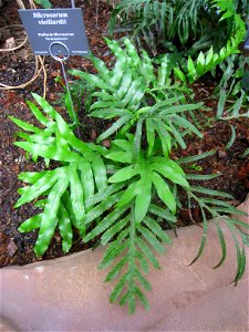 Microsorum vieillardii specimen in the Botanischer Garten, Berlin-Dahlem (Berlin Botanical Garden), Berlin, Germany.