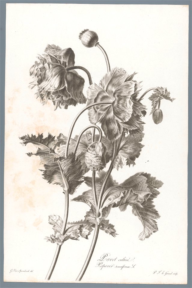 IdentificatieTitel(s): BolpapaverPavot cultivé / Papaver somniferum L. (titel op object)Fleurs dessinées d'après nature (...) (serietitel)Objecttype: prent ornamentprent Objectnummer: RP-P-1909-4229Op