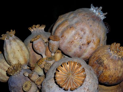 Différents pavots, sélection des beaux spécimens : Rhoeas, Dubium, Setigerum et Somniferum de toutes tailles photo