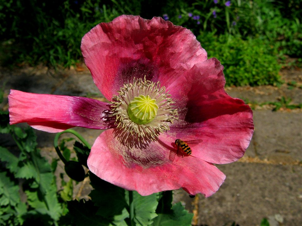 Mohnblume mit einer Flug im Garten