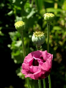 Opium poppy (Papaver somniferum). photo