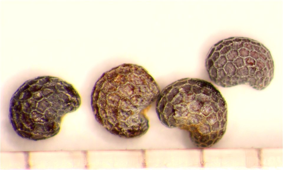 Image of Papaver somniferum