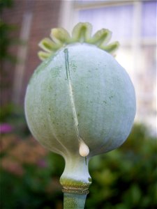 This photo shows a seedhead of Opium Poppy Papaver somniferum with white latex photo