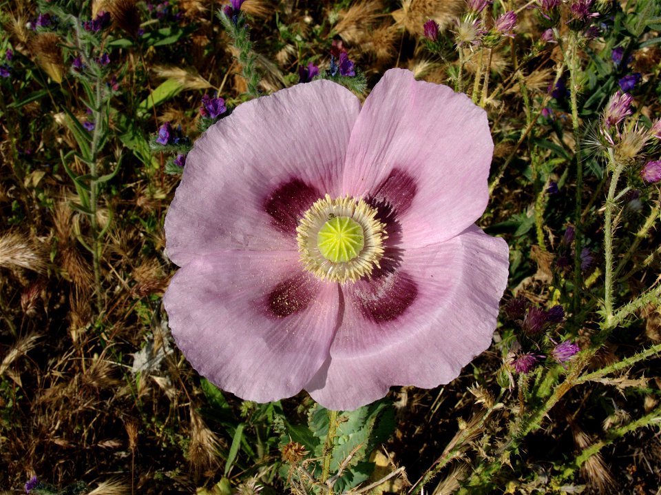 Papaver somniferum (Papaveraceae). Rivas Vaciamadrid, Madrid, España.