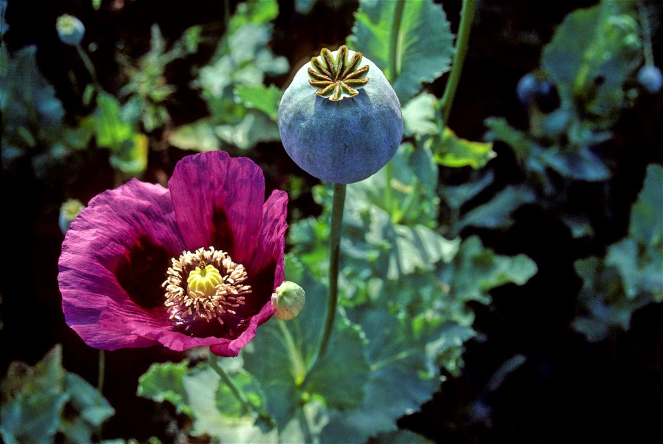 Opium poppy
Papaver somniferum
Field in Turkey, near Afyon, c. 1988

Credit: Mark Nesbitt and Delwen Samuel