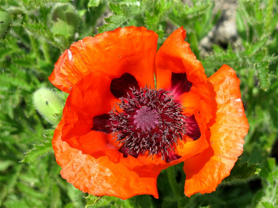 Breadseed poppy in Lacrost (Saône-et-Loire, France)